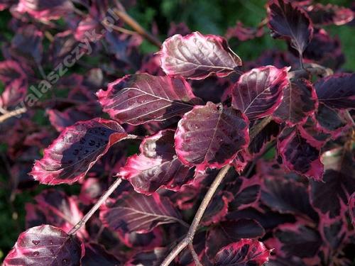 Fagus sylvatica 'Purpurea Tricolor'